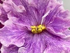 Фото Фиалка АВ-Алмаз Души Моей (872-249)