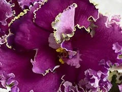 Фото Фиалка С-Тайные Силы (879-15)