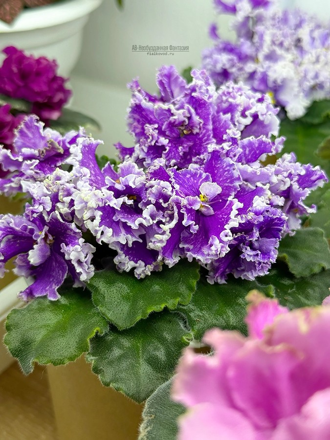 Фиалки дома