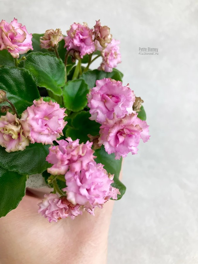 Фото Фиалка Petite Blarney