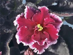 Фото сорта ЕК-Гранатовый Иней