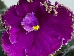 Фото Фиалка С-Матвей (25-65)