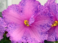 Фото Фиалка С-Розовые Лотосы (26-10)