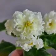 Фото Фиалка ЛиК-Золотые Купола