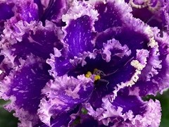 Фото Фиалка АВ-Созвездие Русалок (887-34)