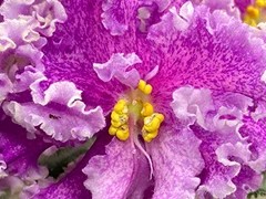 Фото Фиалка АВ-Ангорский Кролик (871-7)