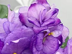 Фото Фиалка АВ-Веточка Сирени (866-37)