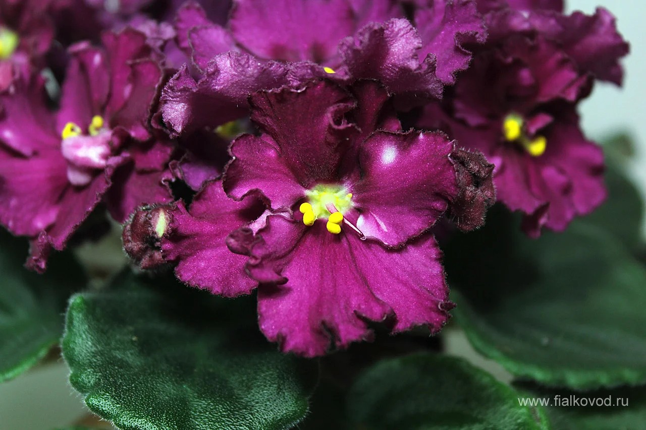 Фото Фиалка АВ-Мальвина (757-5)