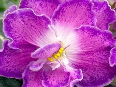 Фото Фиалка АВ-Сердце Поет (899-15)