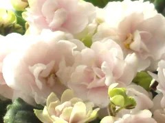 Фото сорта ДЕО-Марципан