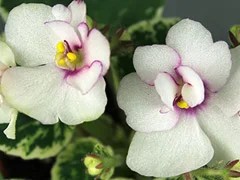 Фото Фиалка АВ-Мурка (806-3)