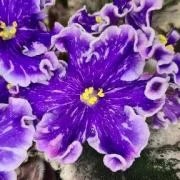 Фото Фиалка ВаТ-Шарман