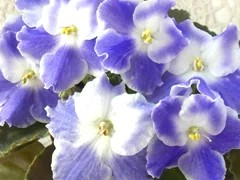 Фото сорта БО-Валентина Терешкова