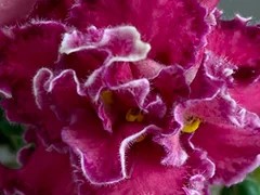 Фото Фиалка Ф-Избушка на Курьих Ножках (876-146)