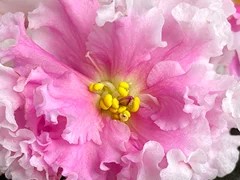 Фото Фиалка Ф-Сила Нежности (865-188)