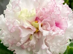 Фото Фиалка С-Заколдованная Роза (891-25)