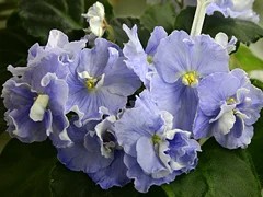 Фото сорта Buckeye Bewitching Blue