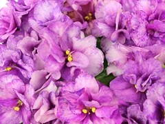 Фото Фиалка Ф-Яркая Фантазия
