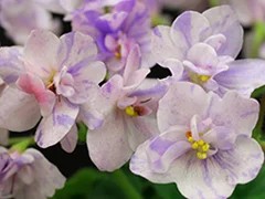 Фото Фиалка АВ-Хокку (847-69)