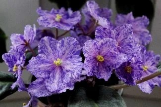 Фото Фиалка АЕ-Зебра