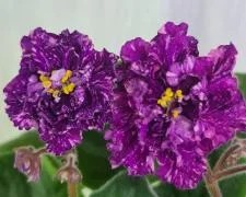Фото сорта DS-Люрекс