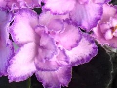 Фото сорта РС-Загадочная Леди