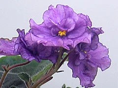 Фото сорта Шикарная Сирень