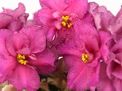 Фото Фиалка АВ-Экзотические Бабочки (812-9)