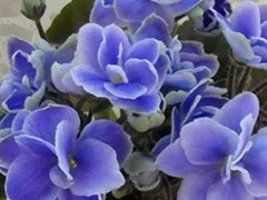 Фото сорта Н-Серебряный Дым