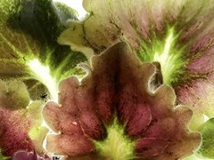 Фото Фиалка АВ-Поющие Пески (861-43)