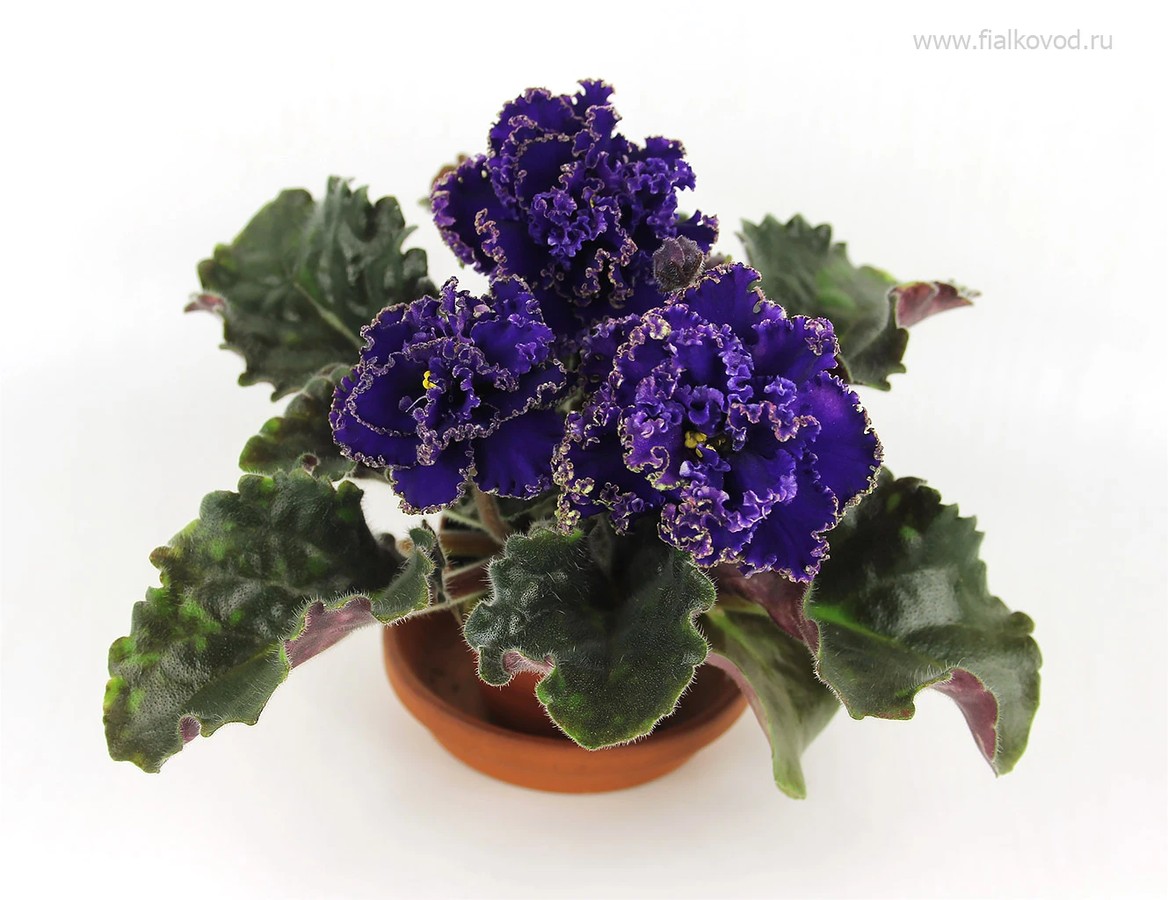 АВ-777-120, сеянец.
