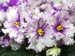 Фото Фиалка АВ-Сокровище (753-57)