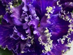 Фото Фиалка Ф-Ночное Море (872-811)