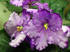 Фото сорта Любимая Дочка