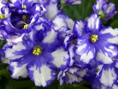 Фото сорта Далматин