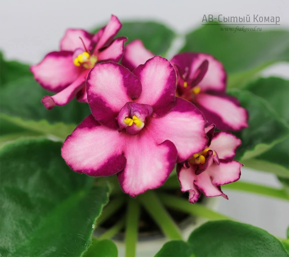 Фото Фиалка АВ-Сытый Комар (760-32)