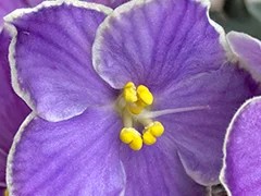 Фото Фиалка АВ-Иван-чай (878-103)