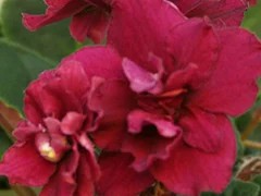 Фото сорта ЕК-Вишневая метель
