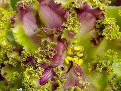 Фото Фиалка ЕК-Модная Красотка
