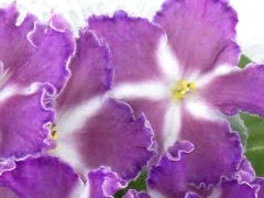 Фото сорта СМ-Легенды Петербурга