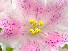 Фото Фиалка АВ-Время Чудес (874-39)
