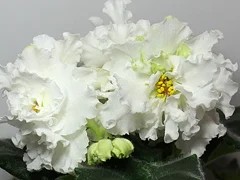 Фото Фиалка АВ-Белый Медведь (759-6)