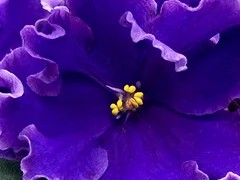Фото Фиалка С-Мужское Слово (24-65)