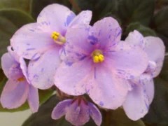 Фото сорта Enchanted Watercolor