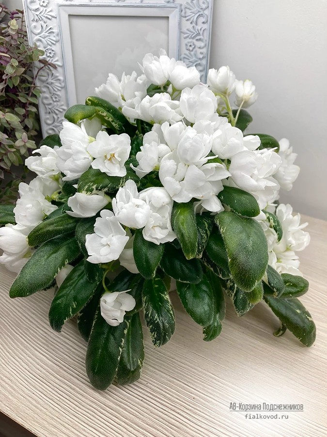 АВ-Корзина Подснежников