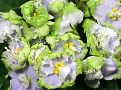Фото сорта РС-Изумрудный Город