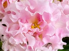 Фото Фиалка АВ-Молочный Шоколад (880-121)