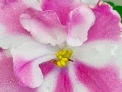 Фото Фиалка ЛЕ-Клюквенное Суфле