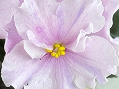 Фото Фиалка С-Бриллиантовые Росы (25-57)