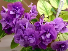 Фото сорта 23-Река Енисей